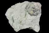Fossil Crinoid (Eucalyptocrinus Calyx - Indiana #110784-1